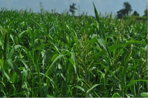 A field of crops. Photo by Anna Houben and Jacy Ritchie