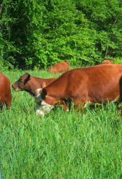 Purchasing high quality seed is the first step in producing a healthy forage stand.