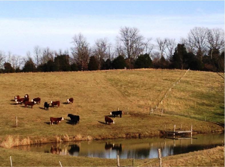 Stockpiled fescue field of cooperators on project.