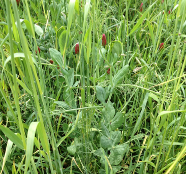 Cover for grazing cattle