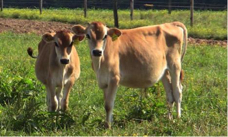 Cows in a field