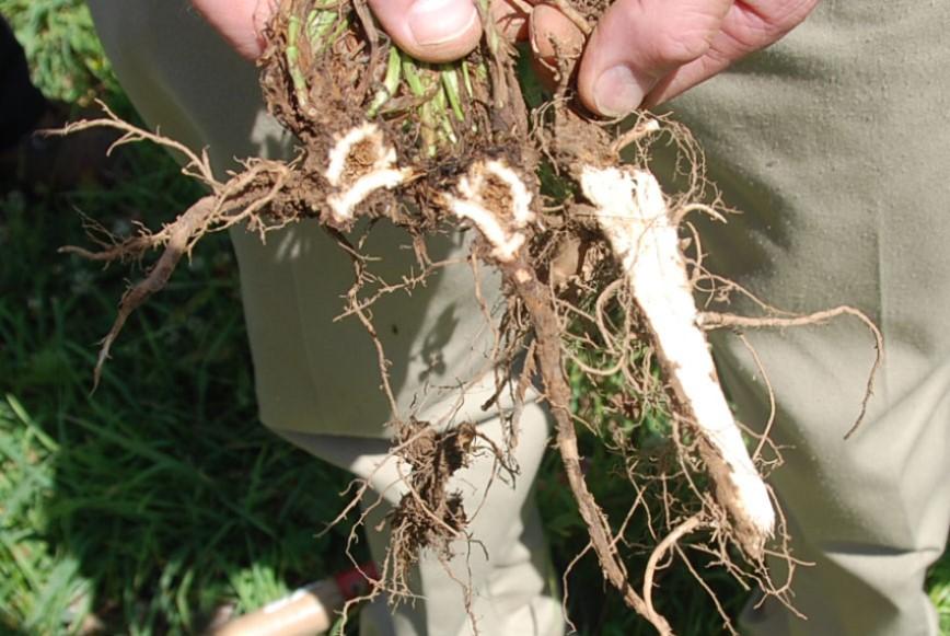 Alfalfa crown rot