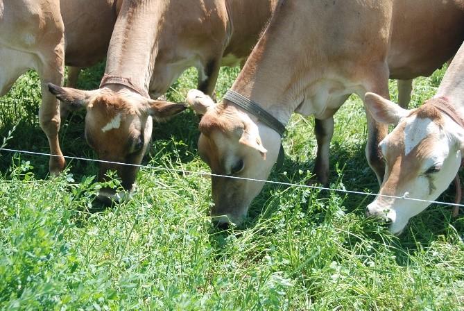 Dairy cows grazing