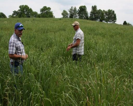 Eastern gamagrass