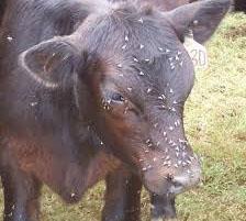 Face flies can affect daily gain if they are not controlled