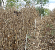 Temporary electric fence is run between corn rows.