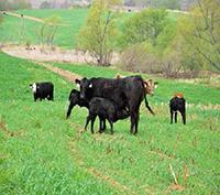 Cows grazing