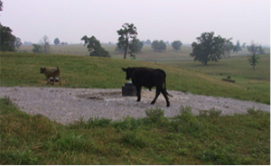 A heavy use pad around an automatic waterer from All Weather Surfaces for Livestock.