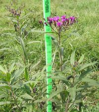 Ironweed before herbicide