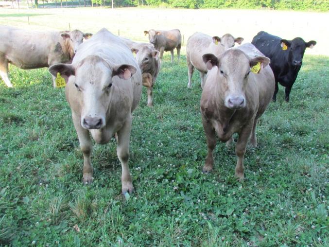 Shady Meadows cows