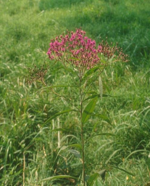 Ironweed