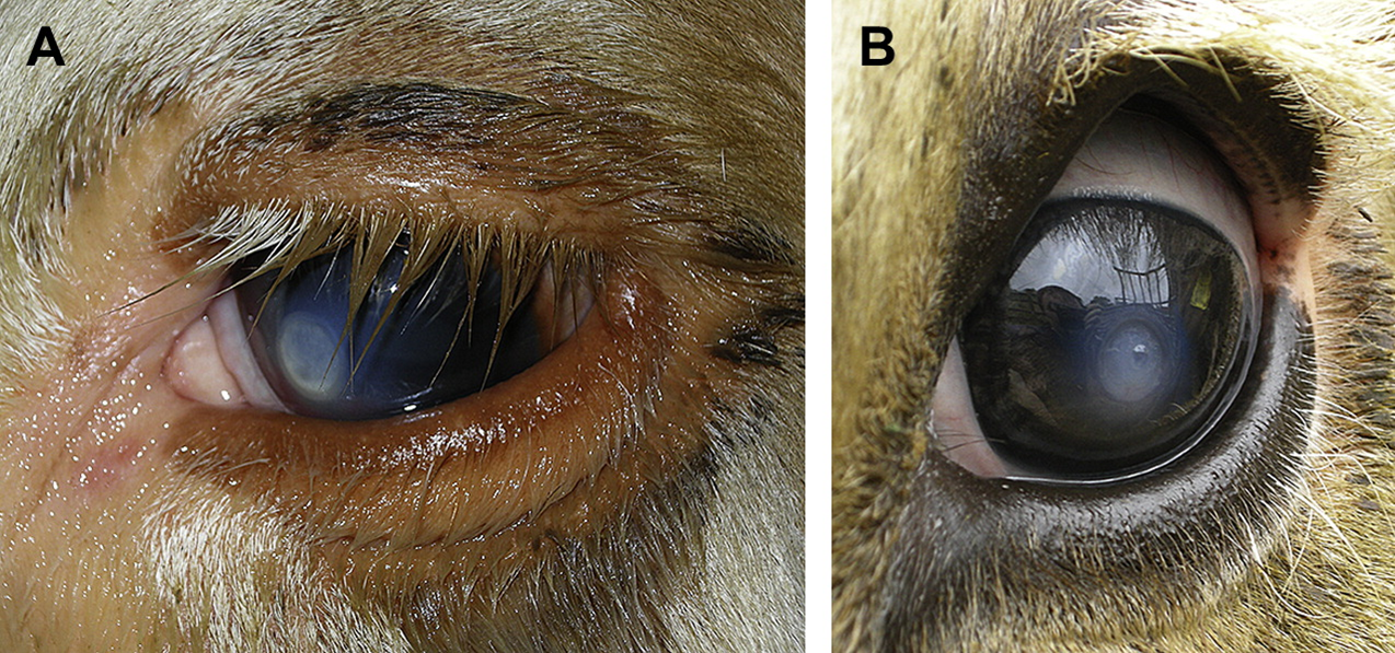 Pinkeye comparison