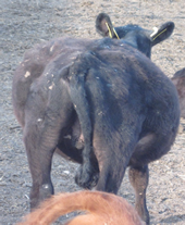 Managing legumes in spring pasture for bloat