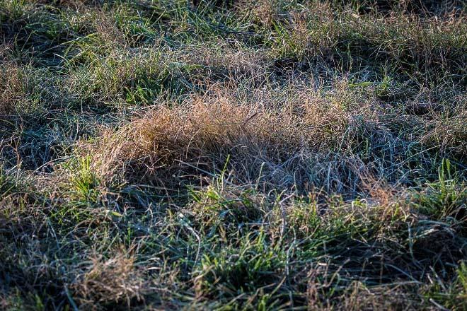 Figure 1. The heavy ground cover seen here will prevent clover establishment.