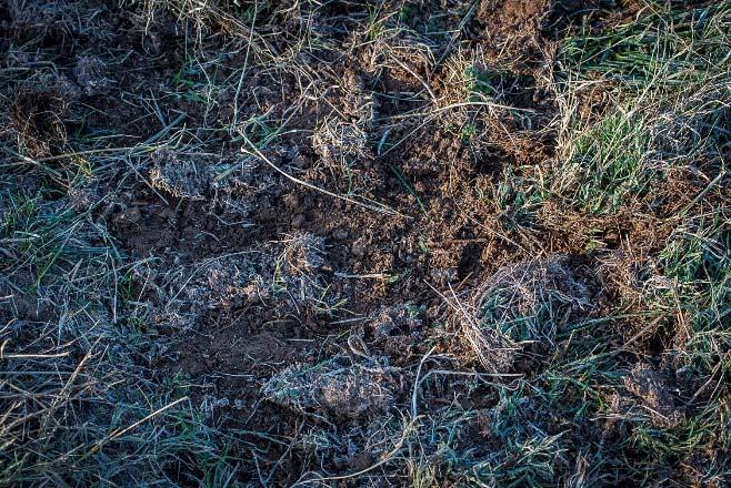 Figure 2. Bare soil should be showing for successful clover overseeding, as in the picture above.