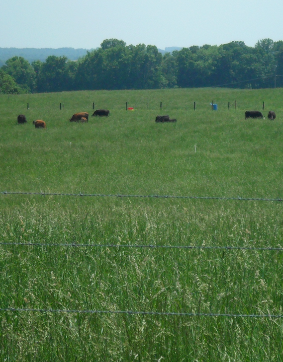 Landis Farm