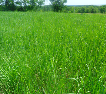 Novel Endophyte Tall Fescue