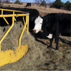 Cows eating hay