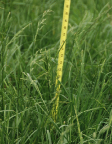 Understanding the forage base of a farm and what it will produce is helpful in planning a grazing system.