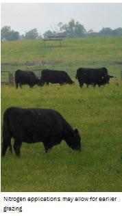 Cows grazing