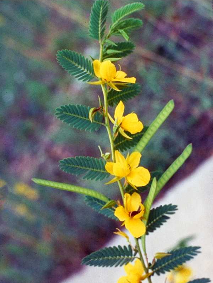 Partridge Pea