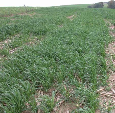 Stand of spring oats