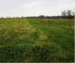 Stockpiling Fescue