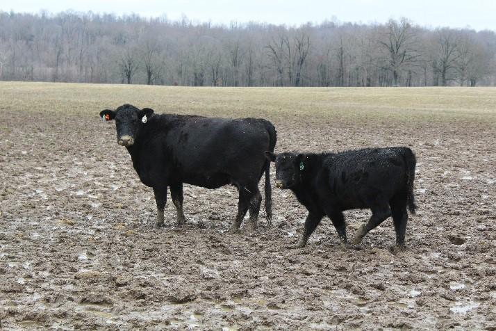 Figure 1. Excessive rainfall and high livestock concentration in and around hay feeding areas can result in almost complete disturbance.