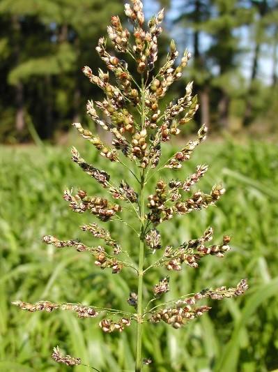 Figure 3. Sudangrass and sorghum-sudangrass hybrids rapidly emerge from the soil and shade out summer annual weeds.