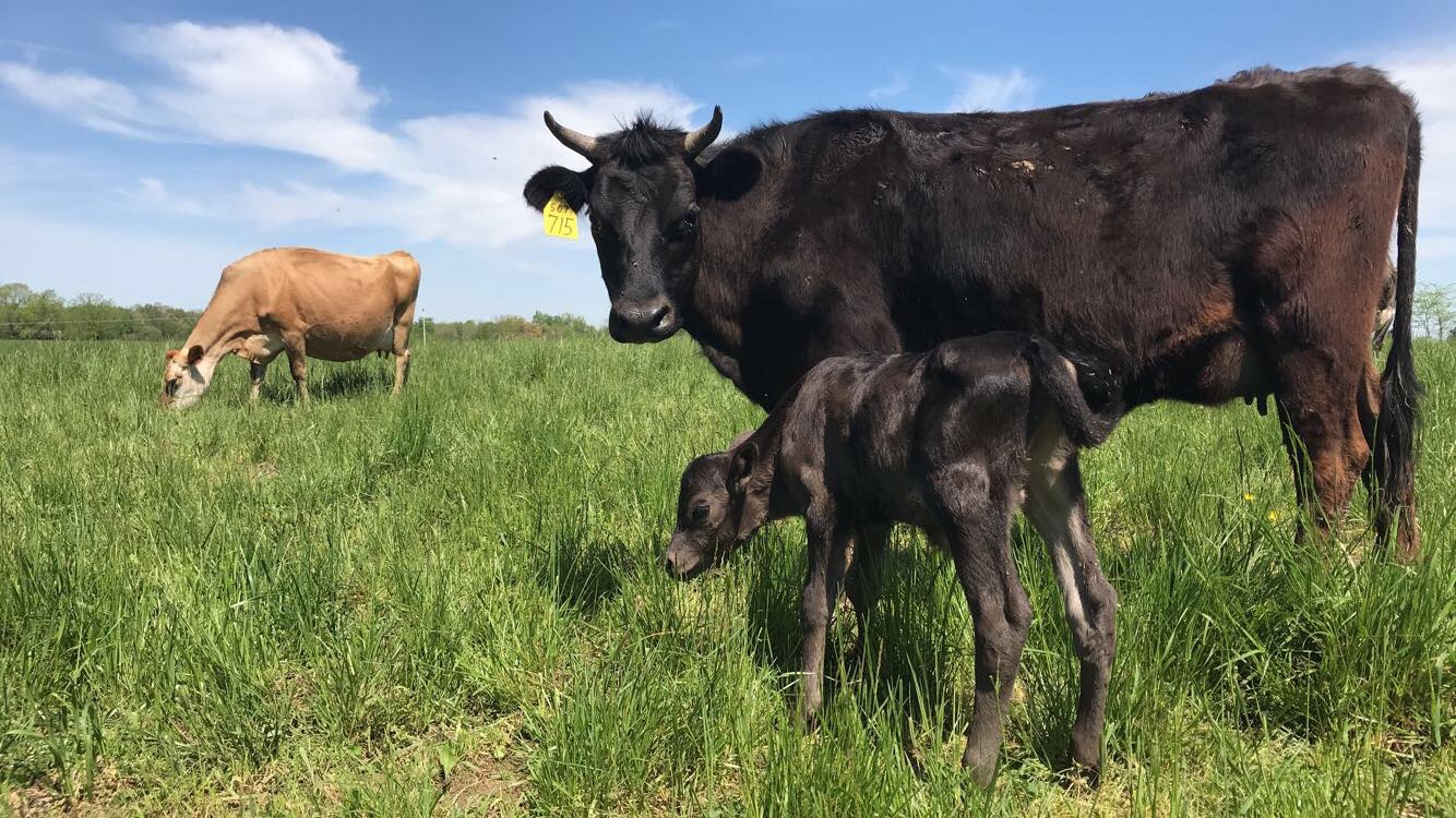 Dairy cows