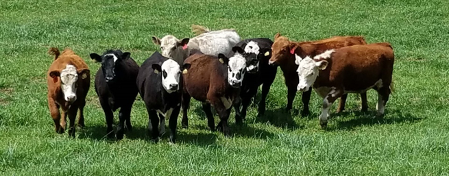 Cows grazing