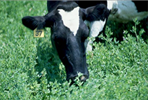 Cows grazing alfalfa