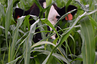 Cows grazing green corn