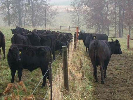 Weaning calves