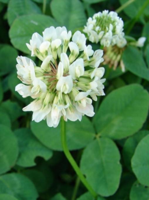 White clover