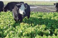 Cow in a field